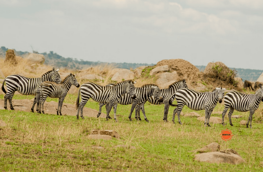 Zebras standing in an open field