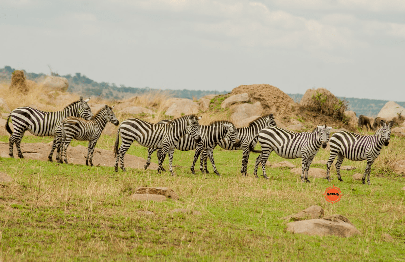 Zebras in Tarangire National Park