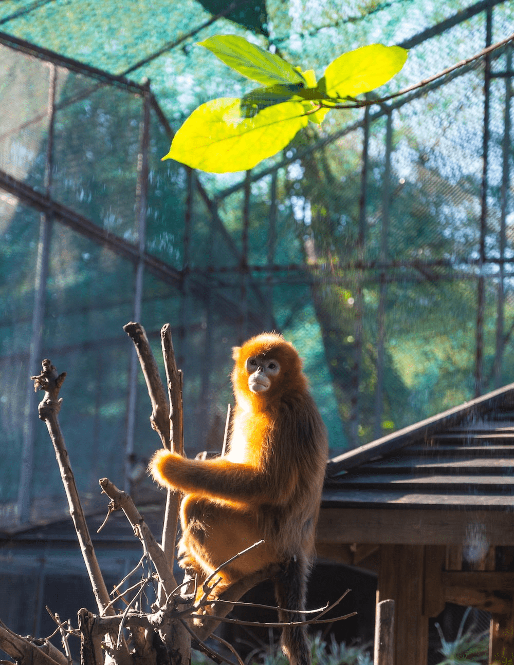 Golden monkey spotted on a safari tour