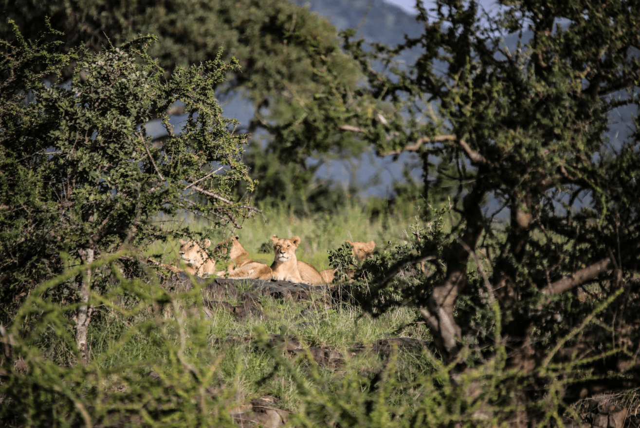 African lions 