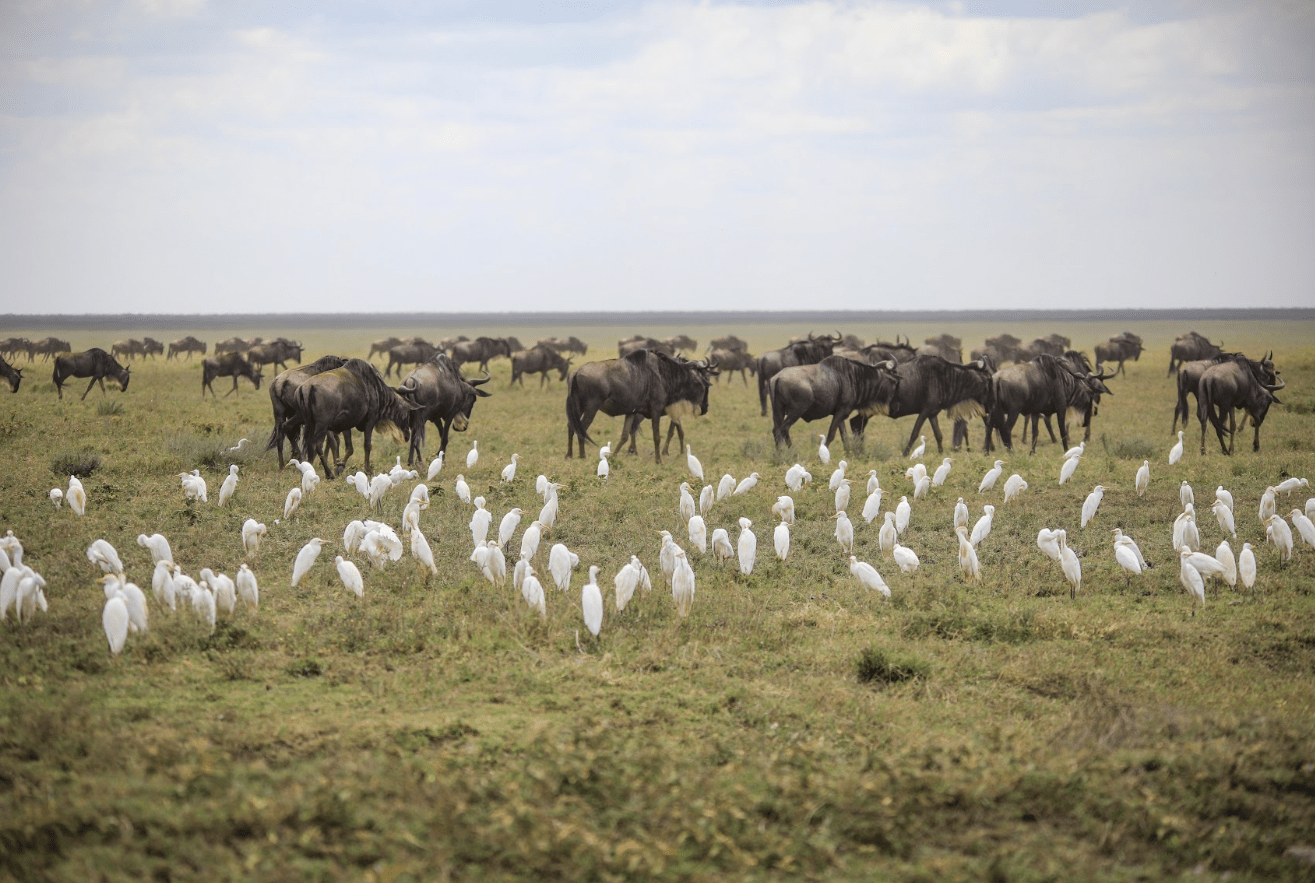 Wildlife Rwanda