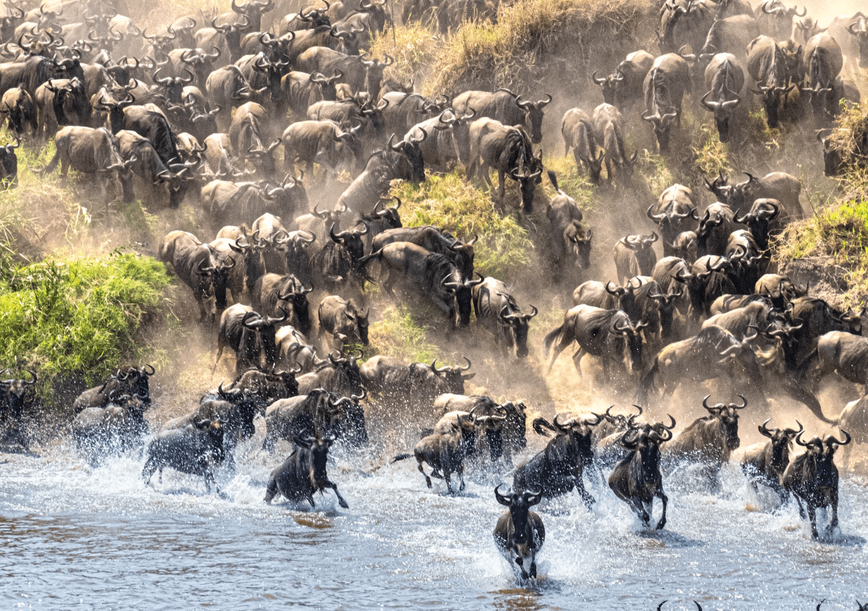 Wildebeest crossing photography