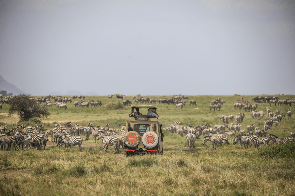 Zebras around a Jeep