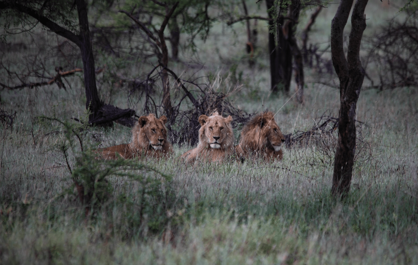 African lions