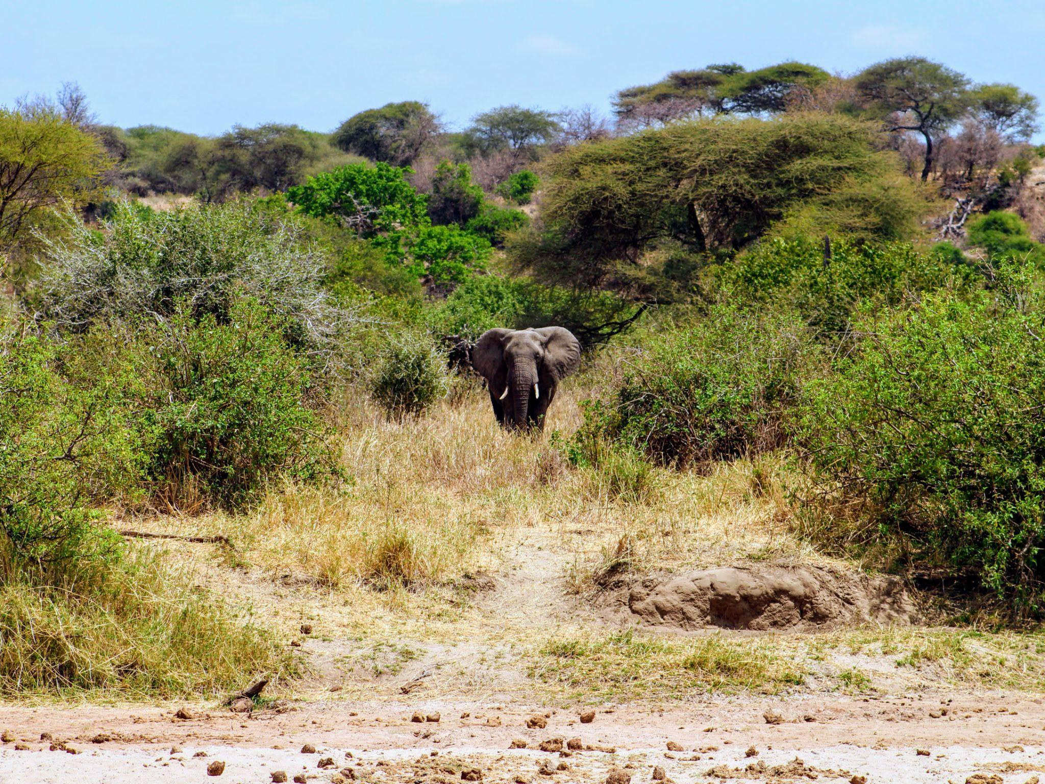 An elephant behind the bush