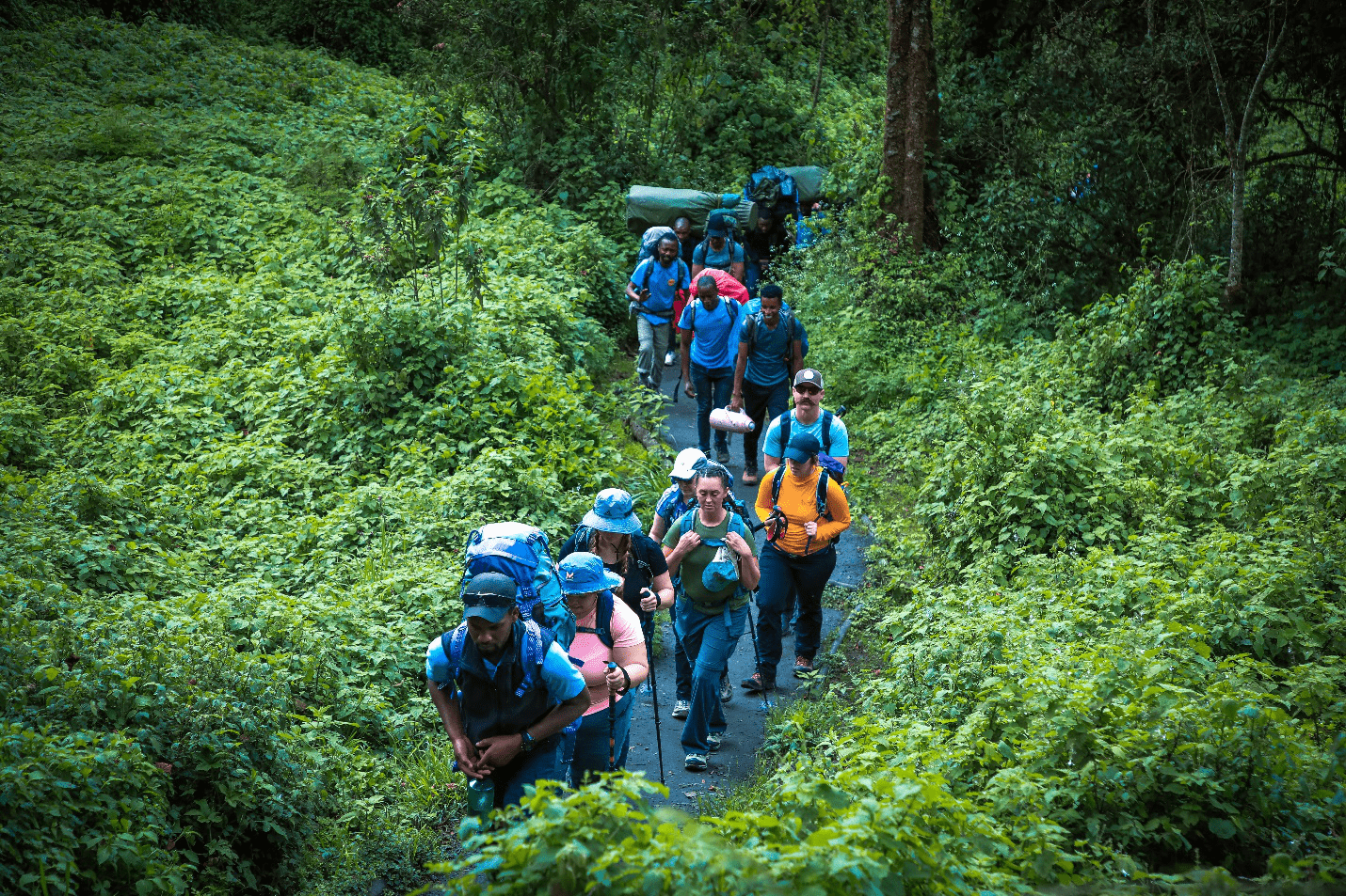 A group of people trekking through greenery.