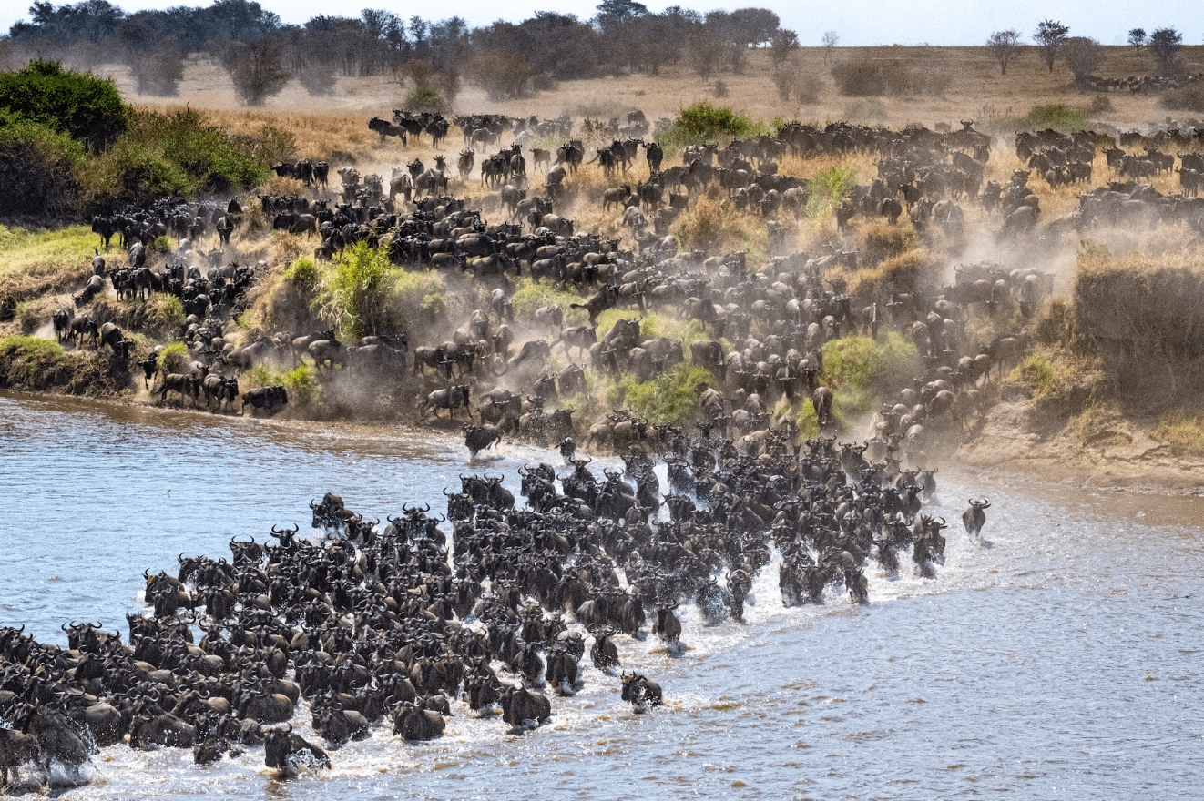 Wildebeest crossing