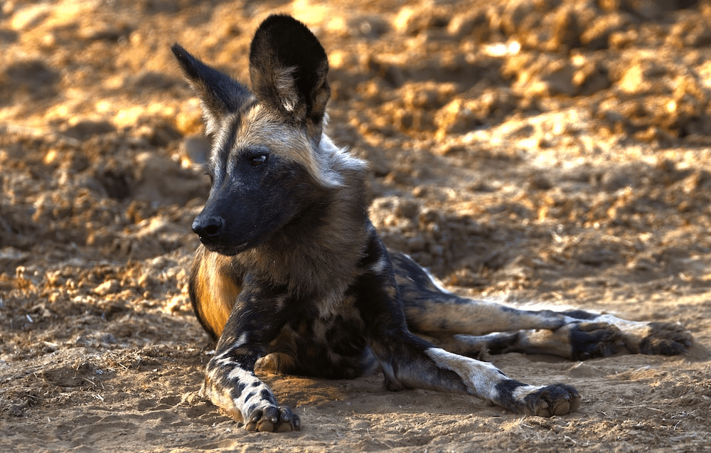 African wild dog