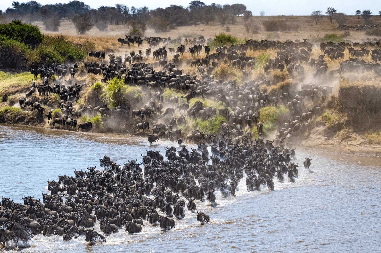 Wildebeest crossing on a safari