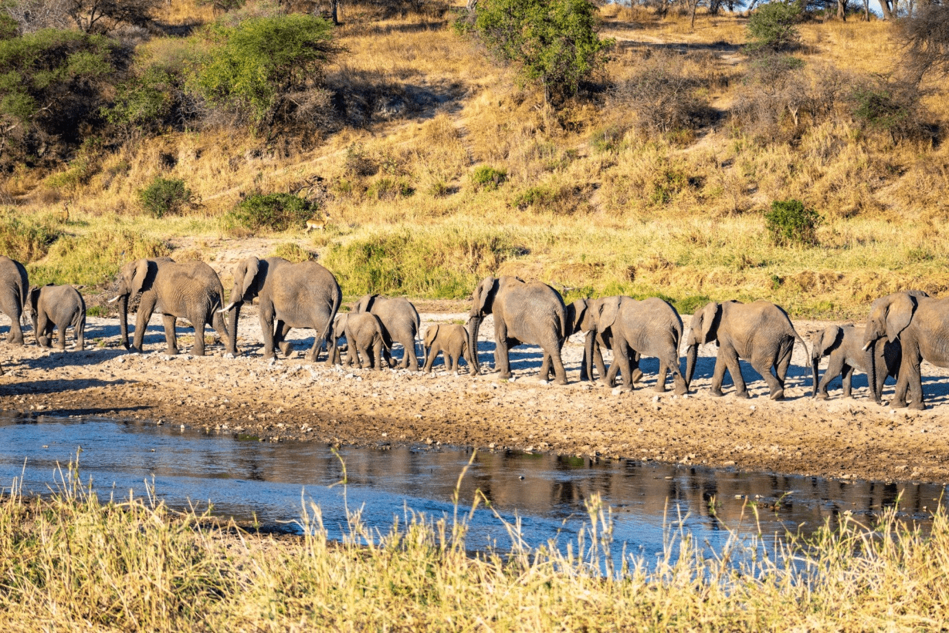 A herd of elephants